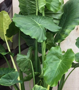 Elephant Ear Plant