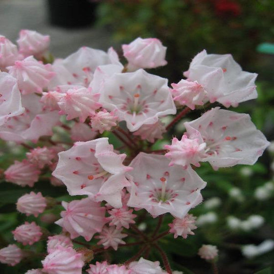 elf mountial laurel shrub pink flower close up