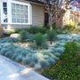 Elijah Blue Fescue perennial