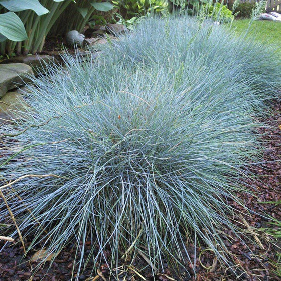 Close up of Elijah Blue Fescue perennial