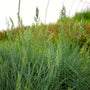 stunning blue perennial grass