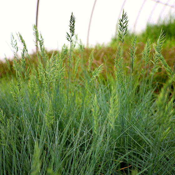stunning blue perennial grass