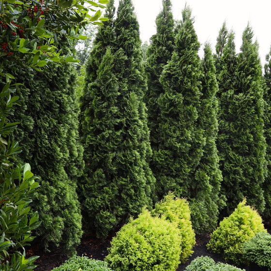 emerald green arborvitae planted as a privacy screen