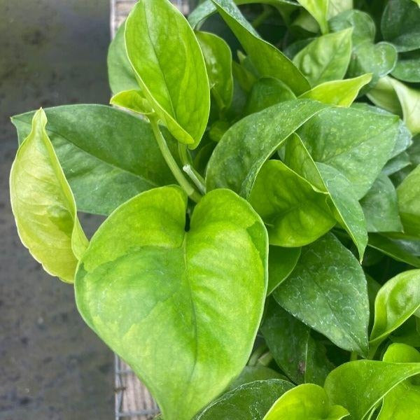 Buy Emerald Pothos Online - Epipremnum aureum 'Emerald'