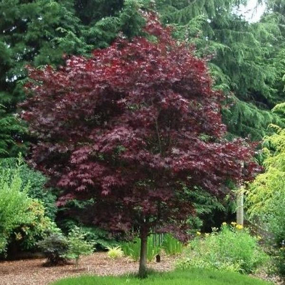 Emperor One Japanese Maple Dark Red Color