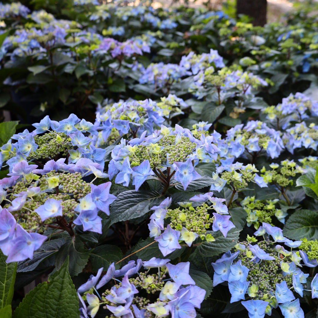 Buy Endless Summer® Pop Star® Hydrangea Online | Garden Goods Direct