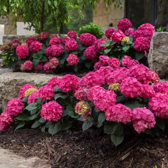 Several Endless Summer Crush Hydrangea shrubs in the landscape