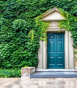 English Ivy