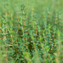 English Thyme Leaves for cooking