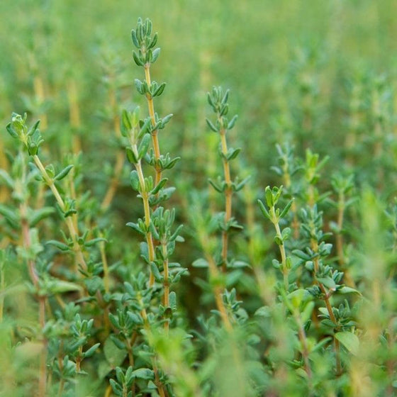 English Thyme Leaves for cooking
