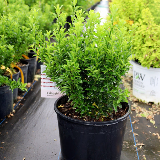 3 gallon euonymus green spire