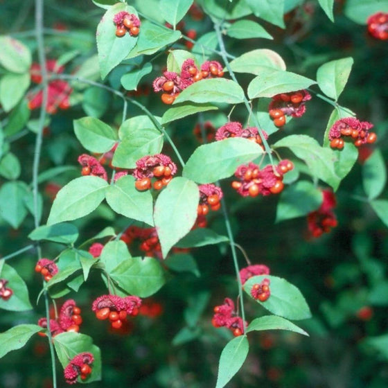 Euonymus Americanus Hearts a Bustin Shrub (American Strawberry Bush)