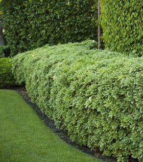 Euonymus Manhattan