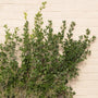 Dense dark green foliage of Euonymus Manhattan Shrub