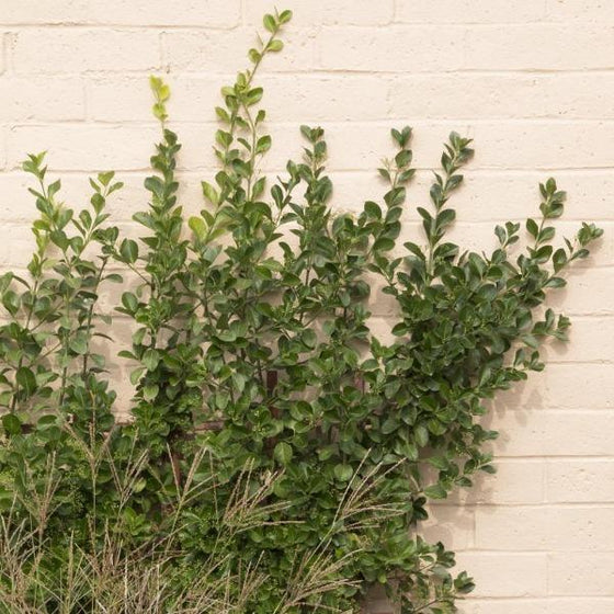 Dense dark green foliage of Euonymus Manhattan Shrub