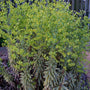 Euphorbia Ascot Rainbow Flower Bracts