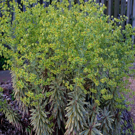 Euphorbia Ascot Rainbow Flower Bracts