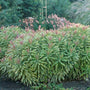 Euphorbia Ascot Rainbow in the Garden