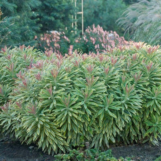 Euphorbia Ascot Rainbow in the Garden