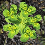 Close up photo of Euphorbia Amygdaloides