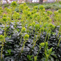 Euphorbia Amygdaloides with dark green foliage