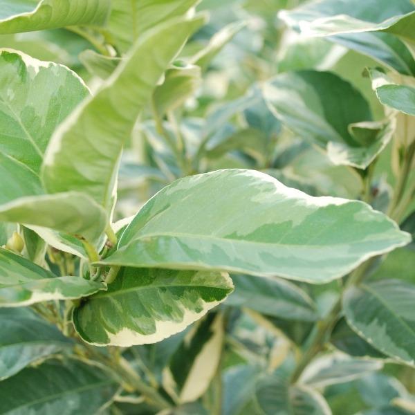Eureka Pink Variegated Lemon Tree