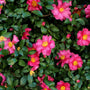 close up view of shishi gashira camellia