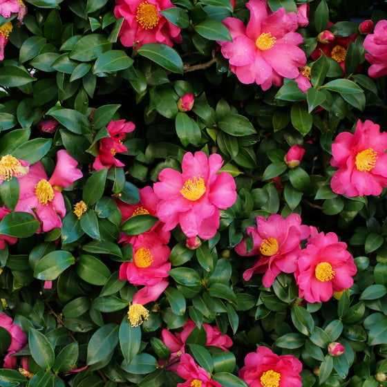 close up view of shishi gashira camellia