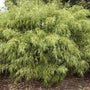 Fargesia Rufa Plants planted in a mulched garden