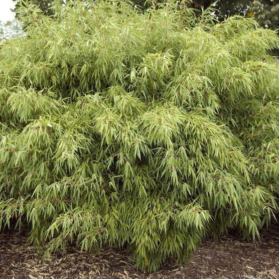 Fargesia Rufa Plants planted in a mulched garden