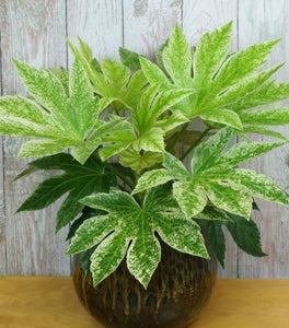 Fatsia Spider Web