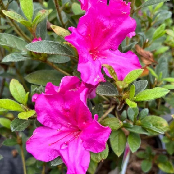 close up view of autumn royalty encore azalea blooms