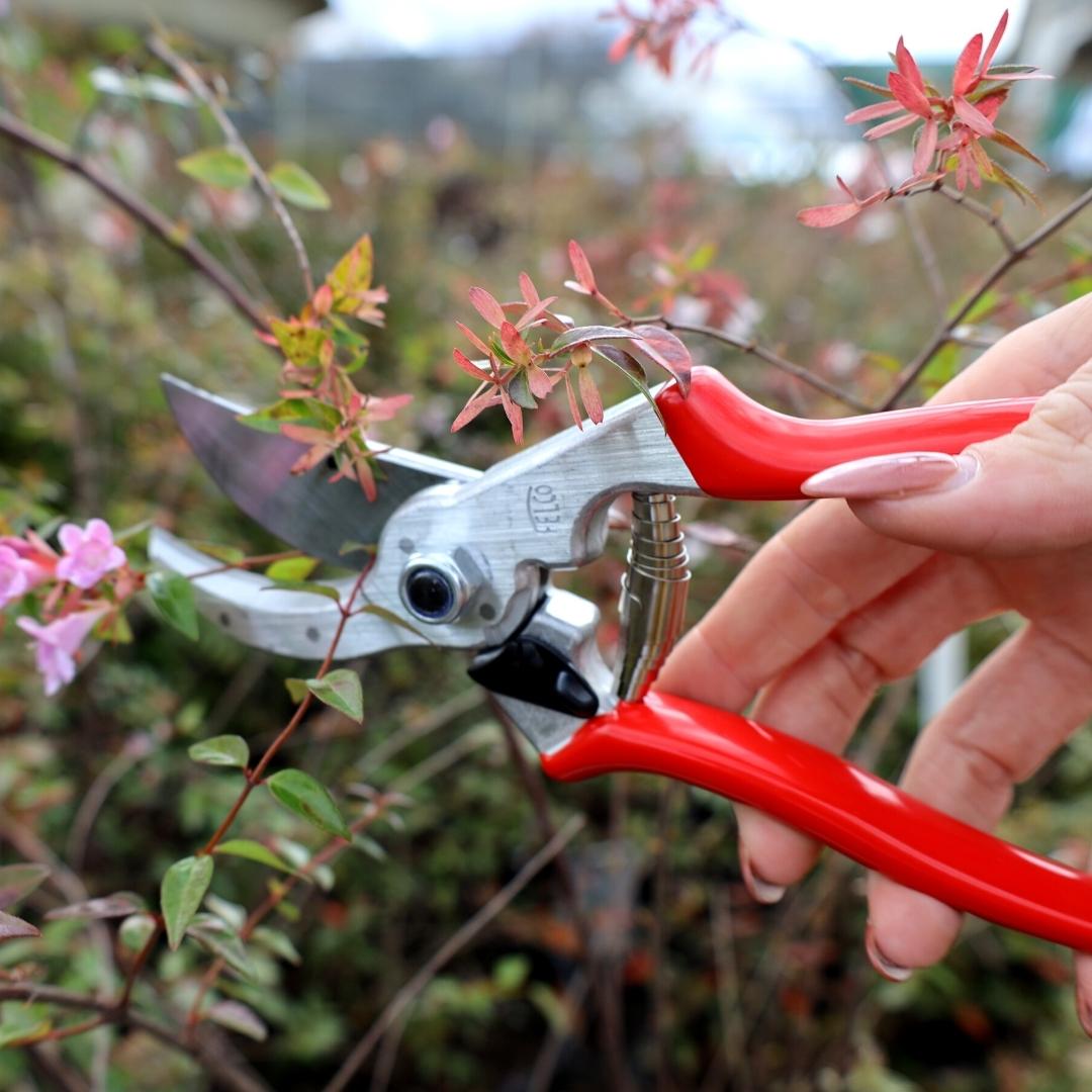 pruning shears for indoor plants Felco 4