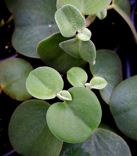 Felted Pepperface Peperomia