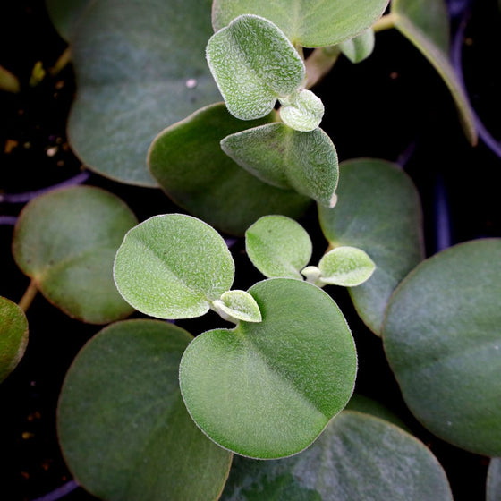 Felted Pepperface Peperomia