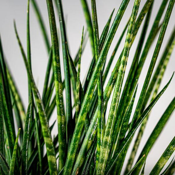 Fernwood Mikado Snake plant