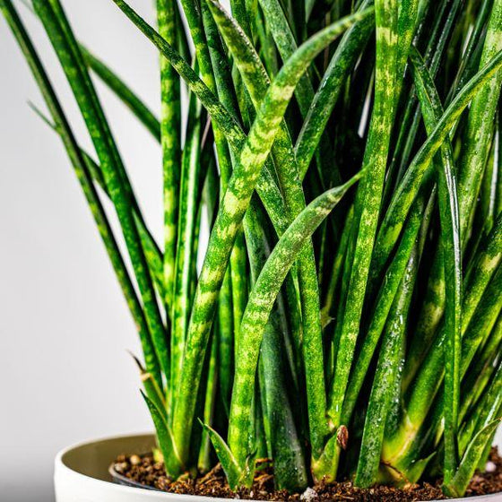 Close up view of Fernwood Mikado Snake Plants leaves