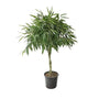 braided ficus alii tree on white background