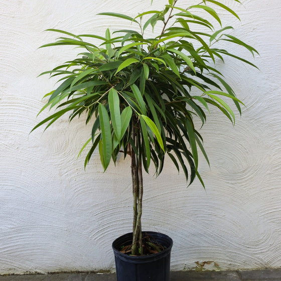 Single stem ficus alii