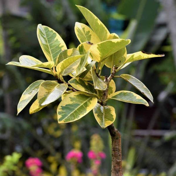 Ficus Golden Gem is a house plant with bright green leaves which are edged in golden yellow