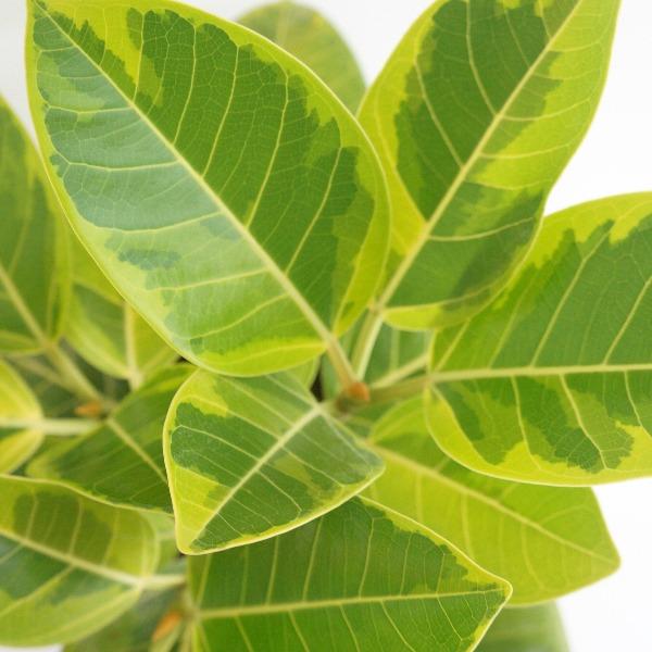 golden gem rubber tree Ficus Altissima Golden Gem