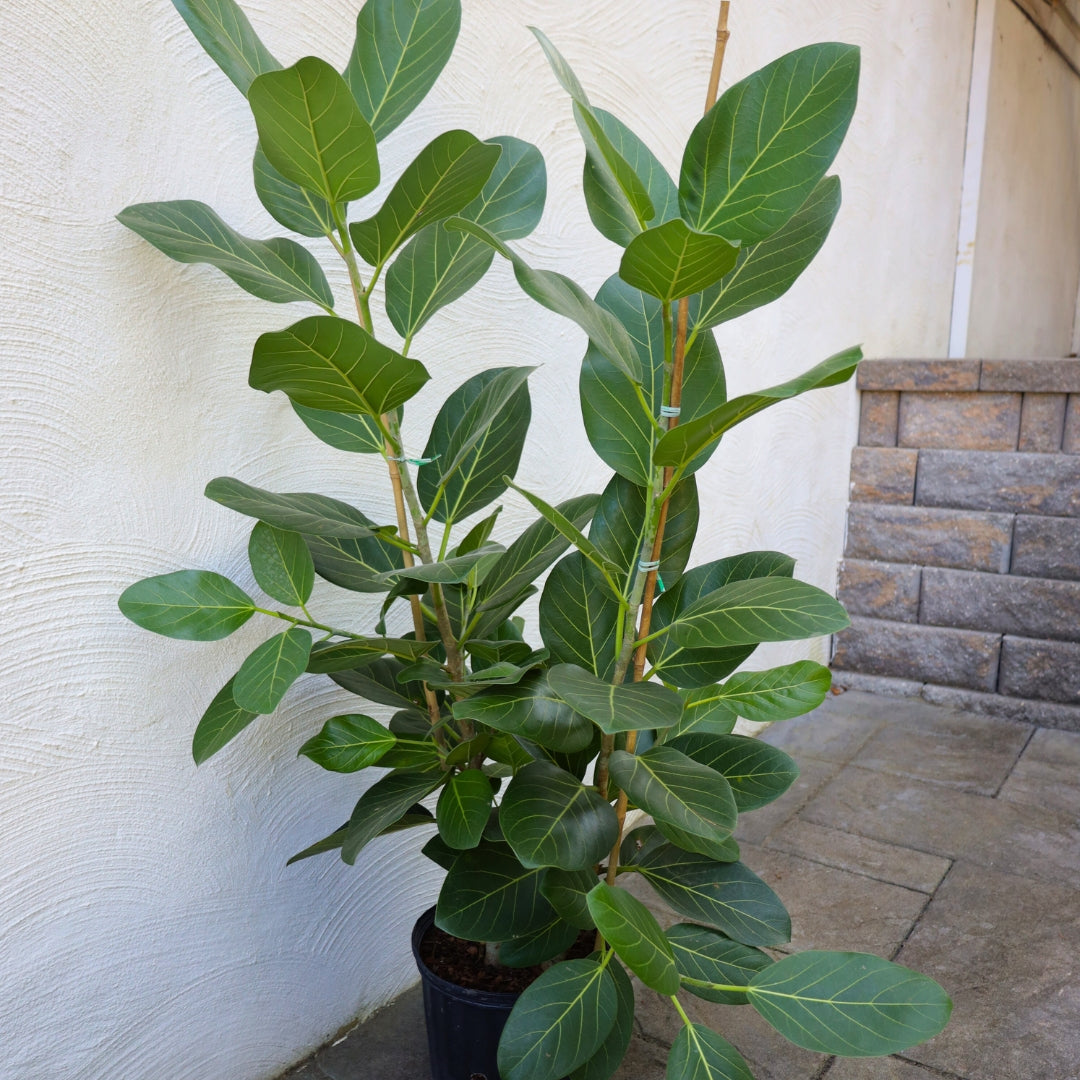 ficus audrey mature United Nursery Ficus Audrey Plant in 6 inch White Decor Pot