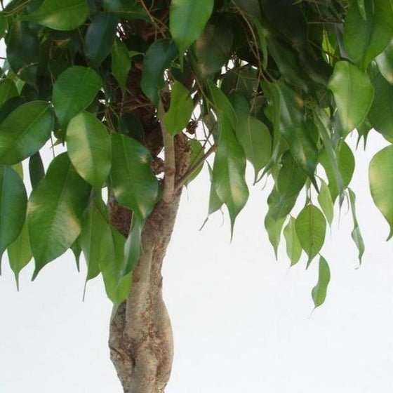 Close up of foliage on Ficus benjamina Tree