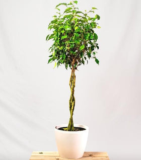 Ficus benjamina
