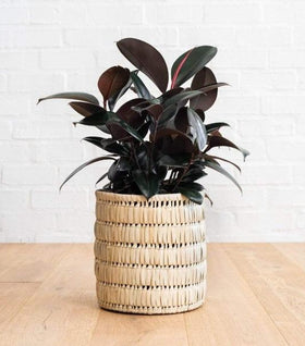 Ficus Burgundy