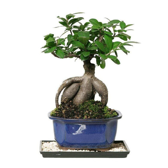 Ficus Ginseng grows with srong twisted roots and trunk
