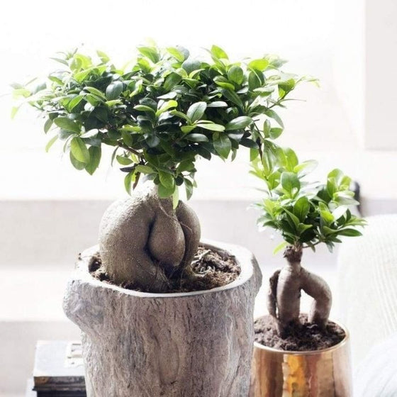 Ficus Ginseng plant in the home