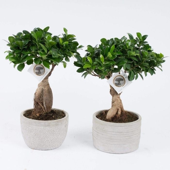 snow rose ginseng ficus money tree Buy Ficus Ginseng Plants Online