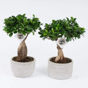 Ficus Ginseng bonsai houseplant
