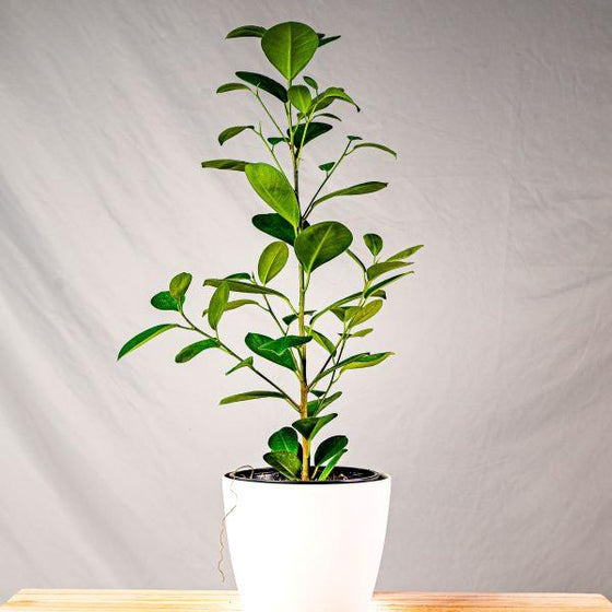 Ficus moclame grown as a single stem tree